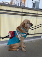 ハーネスを付けたウイ