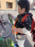 青果店でネギを触る児童