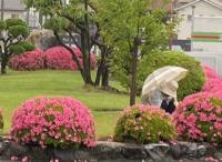 雨の中、芝生の手入れ