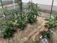 植えられたトマトとピーマンの苗