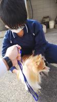 犬を触っているところ 犬を触っているところ