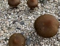 上から見たキノコ 上から見たキノコ