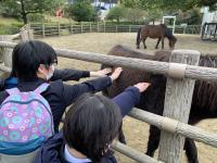 野間馬のお腹を触っている様子