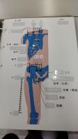 胸部から鼡経部の経穴図