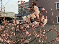 裏門の桜