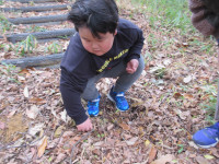 落ち葉の中に隠れているどんぐりを見つけている児童