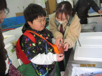 鮮魚店でカサゴを触る児童