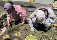 ヒマワリの苗を花壇に植える二人の女子生徒