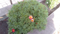 同じ株の花色変化