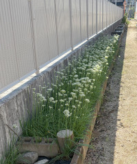 ニラの花